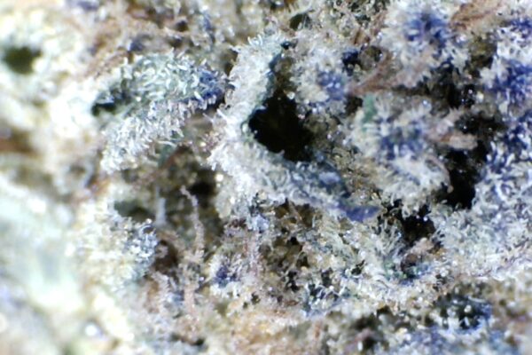 Purple Space Cream by Humboldt Farms - Image 5
